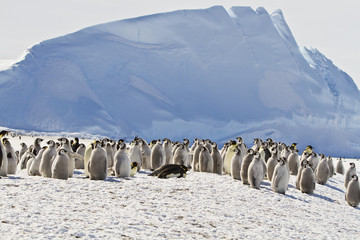 Emperor penguins(aptenodytes forsteri)with Chicks, in a colony on the sea ice of Davis sea,Antarctica