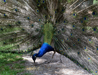 Obraz premium Beautyful Peafowl feeding