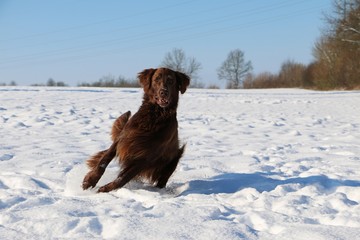 brauner flat coated retriever hat spaß im schnee