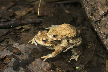 Erdkröten-Pärchen im Teich (Bufo bufo) Common Toad 