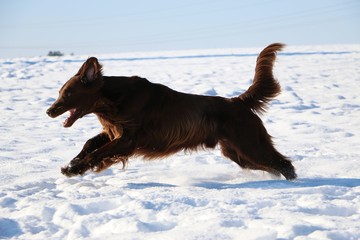 brauner flat coated retriever hat spaß im schnee