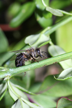 Wild Bees are all bee species of the superfamily with the exception of the honeybee

