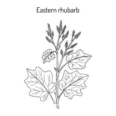 Eastern rhubarb Rheum officinale , medicinal plant