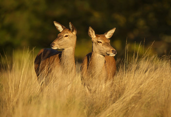 Two Red deer hinds standing in the field
