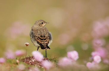 Juvenile Northern wheatear in the field of thrift