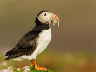 Close up of Atlantic Puffin with the beak full of sand eels