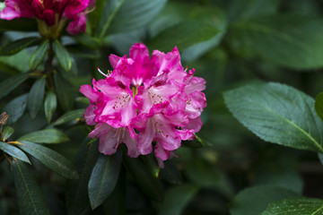 Pinke Blüte eines Rhododendronstrauchs im Frühling