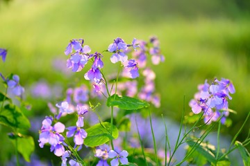 Orychophragmus violaceus