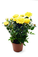 yellow rose in flowerpot on white isolated background