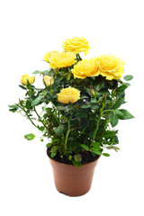 yellow rose in flowerpot on white isolated background