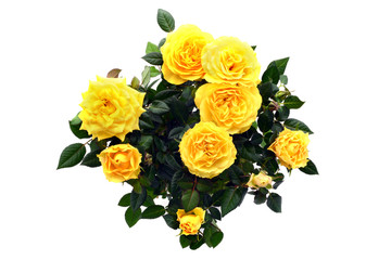 bunch of yellow rose on white isolated background. top view