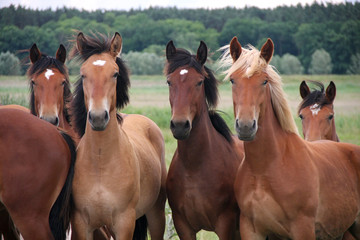 Group of wild free running brown horses on a meadow, standing side by side looking in front of the camera.