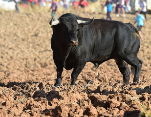 bull in spain