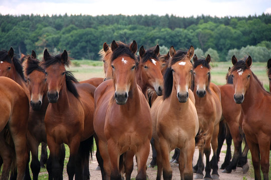 Group Of Wild Free Running Brown Horses On A Meadow, Standing Side By Side Looking In Front Of The Camera.