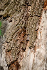 tree trunk textures in natural environment