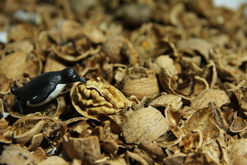 penguin eating walnut