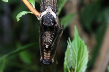 Moth in the wild during mating with the macro lens scanned
