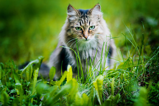 Gray fluffy cat on a background of green grass. A homeless animal. tramp