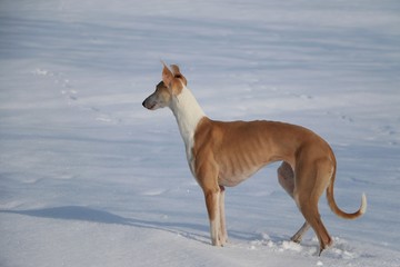 brauner windhund steht auf einer schneebedeckten wiese