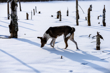 happy dog is playing in the snow