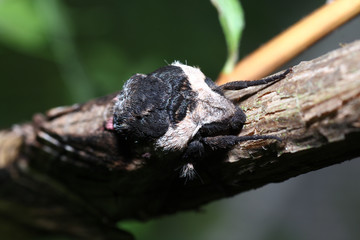Moth in the wild during mating with the macro lens scanned
