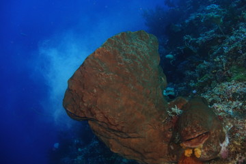 amazing coral