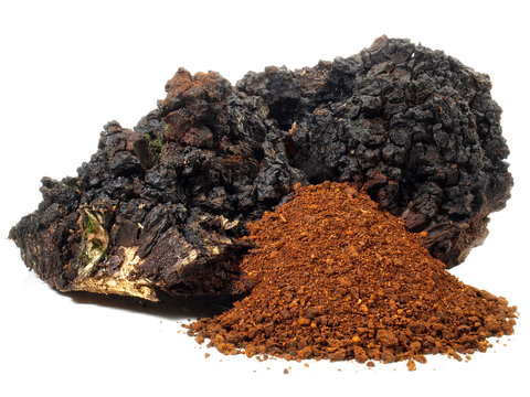 Chaga Pilz - getrocknet