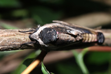 Moth in the wild during mating with the macro lens scanned
