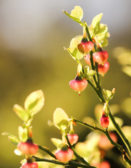 Blueberry flowers