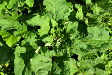 Burdock leaves background.