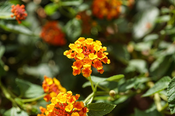the flower. flower colorful. beautiful flower. orange flower.