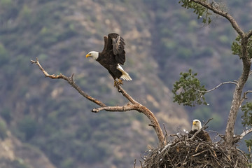 Obraz premium Eagle landing on tree limb perch next to nest