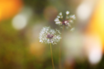 Texture. Fluffy dandelion grows on the lawn. Background blur. Sunlight
