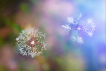 Texture. Fluffy dandelion grows on the lawn. Background blur. Sunlight