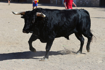 bull in spain