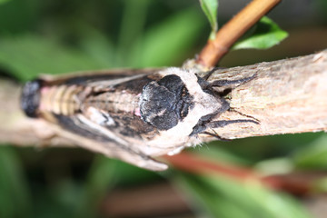 Moth in the wild during mating with the macro lens scanned
