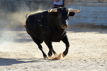 bull in spain