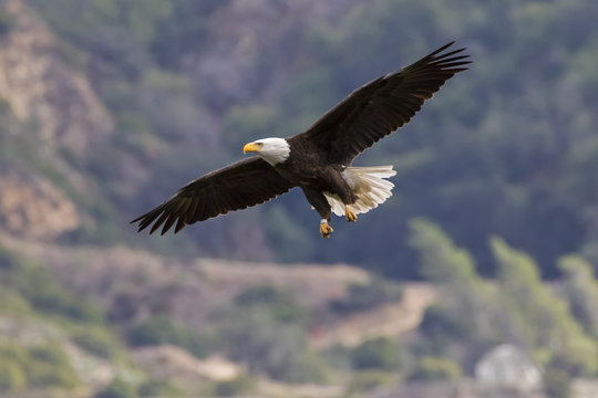 Eagle flying high above Los Angeles foothills