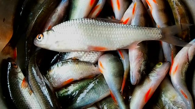 Caught live fish in the bowl. Perch and roach catch of a fisherman for food. 