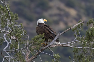 Fototapeta premium Eagle overlooking Los Angeles foothills and valley