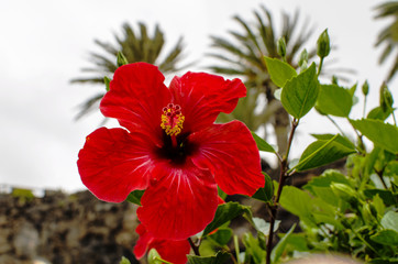 blooming red hibiscus in spring