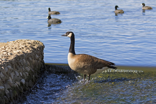 Bird Canadian Goose and coots at Los Angeles park