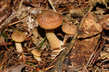 Pilz Hallimasch, Armillaria ostoyae