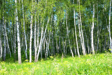 Birch grove in summer