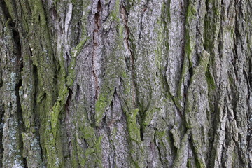 Tree Pattern Texture