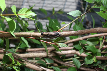 Moth in the wild during mating with the macro lens scanned
