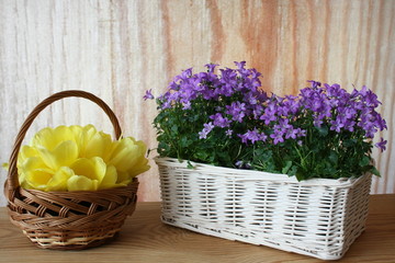 żółte tulipany, fioletowe dzwonki fioletowe dzwoniki Campanula portenschlagiana