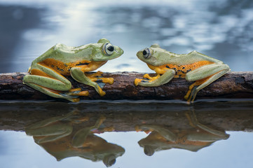After The Rain Frog