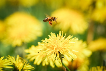 Biene fliegt über Löwenzahnblüte