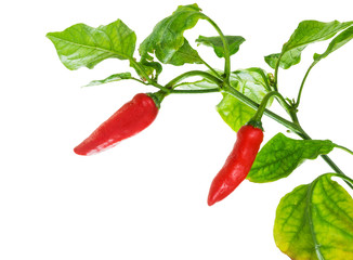 Red chilli peppers isolated on a pure white background, with bright green leafs. Small water droplets on the plant.